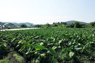 山形ガールズ農場のサトイモ畑。朝露がキラキラしていました